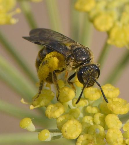 Lasioglossum sp.